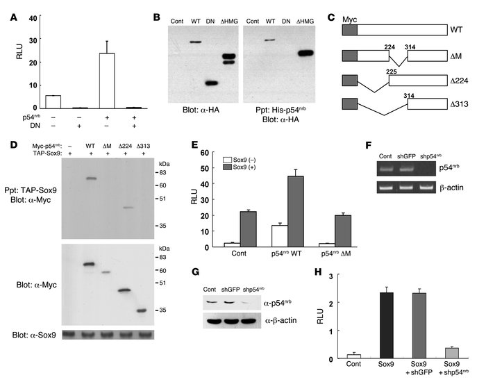 Physical and functional interactions of p54nrb with Sox9.
   
(A) Stimul...