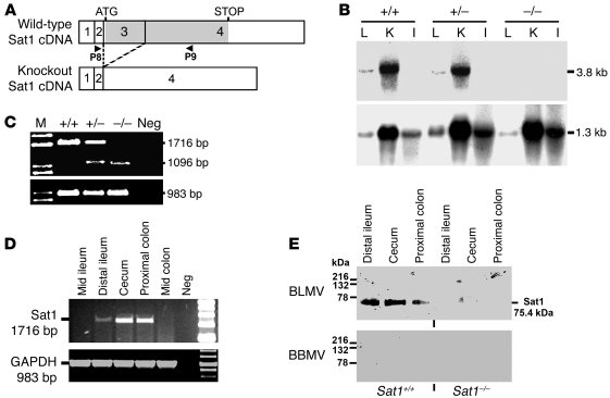 Analysis of Sat1 protein and mRNA.
(A) Schematic of Sat1 cDNA and the pr...
