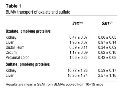 BLMV transport of oxalate and sulfate