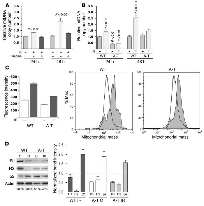 RR and ATM are required for increased mtDNA copy number and biogenesis i...