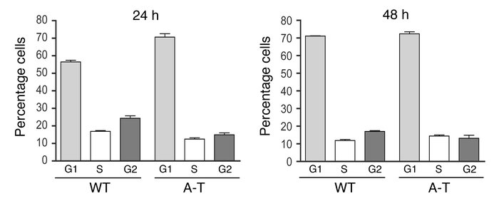 A-T–specific defects in RR and mtDNA levels are independent of cell cycl...