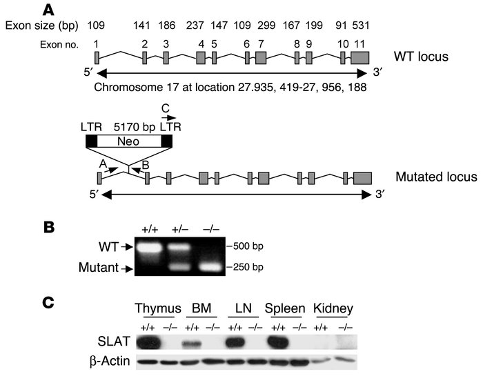 Targeted disruption of the SLAT locus.
               
(A) A scheme of t...