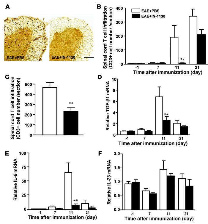 Inhibition of TGF-β signaling leads to reduced T cell accumulation and T...