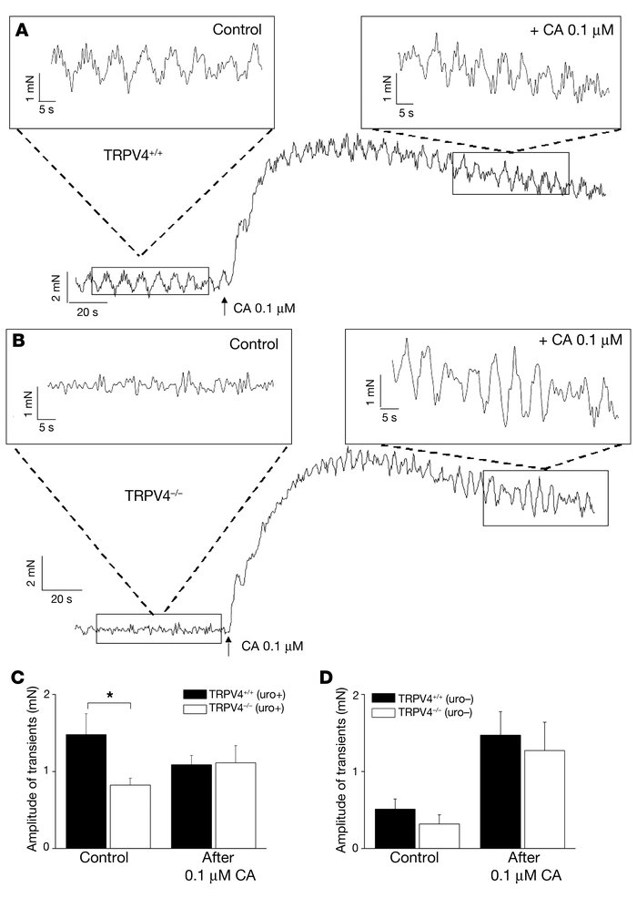 Data from bladder strip experiments.
(A and B) Pressure recordings from ...