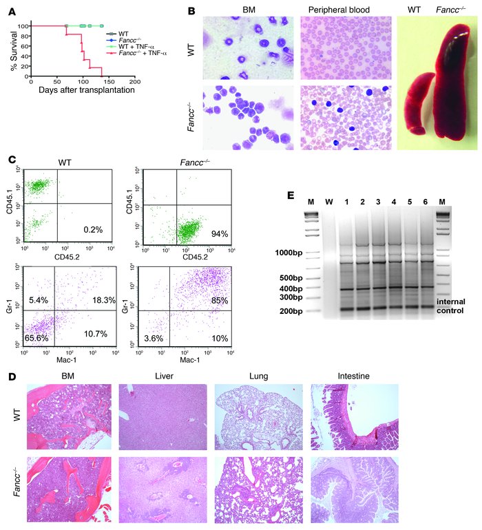 TNF-α–adapted Fancc–/– stem cells are preleukemic.
               
(A) 1...