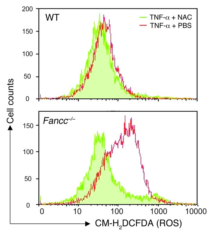 TNF-α induces overprotection of ROS in Fancc–/– leukemic mice.
         ...