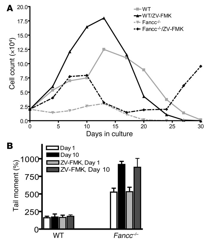 H2O2-mediated Fancc–/– malignant transformation requires inhibition of a...