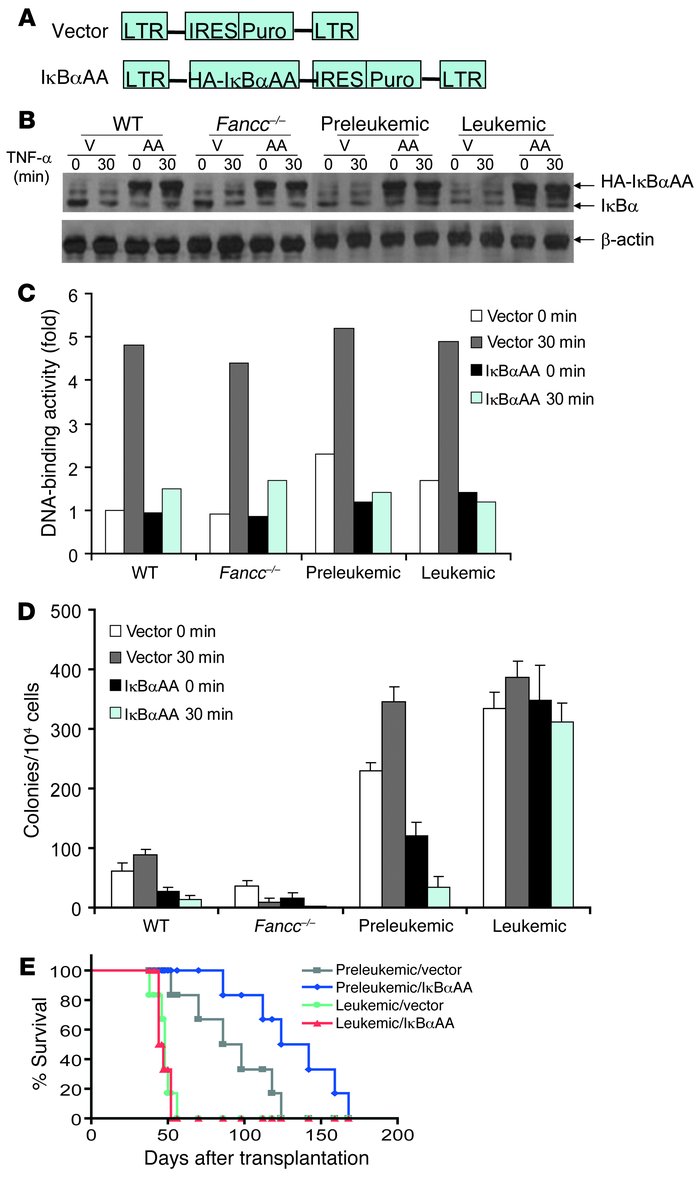 Inhibition of NF-κB fails to prevent leukemia development in Fancc–/– BM...