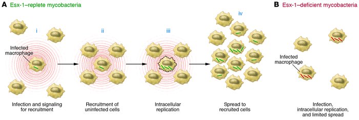 Role of ESX-1 in cell-to-cell transmission of M. tuberculosis in vivo.
 ...