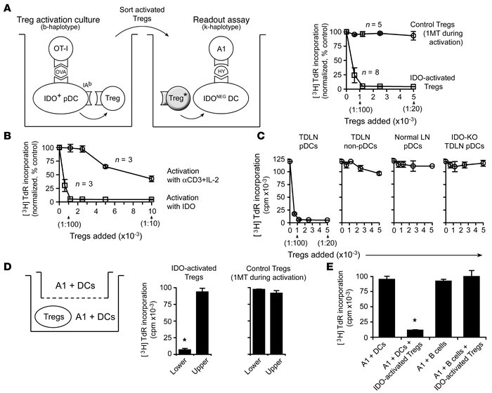 Activation of Tregs by IDO in vitro.
(A) Resting Tregs were cocultured w...