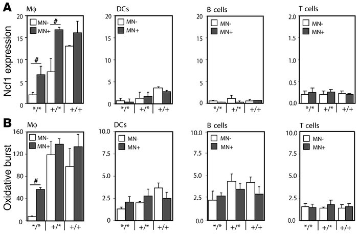 Transgenic mice show increased Ncf1 expression and burst by macrophages ...