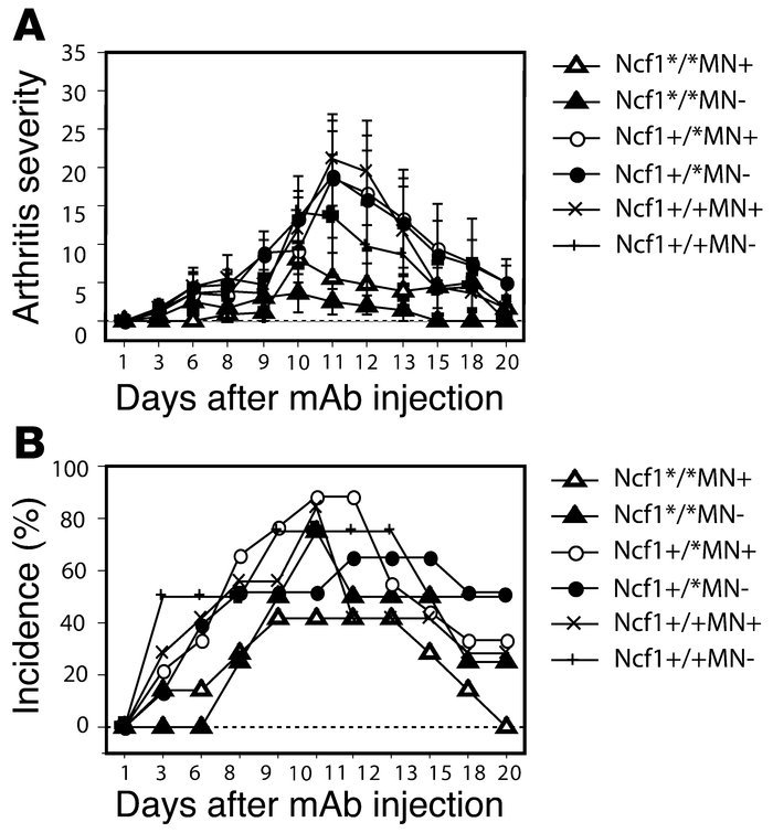 ROS produced by macrophages do not affect the inflammatory phase.
CAIA w...