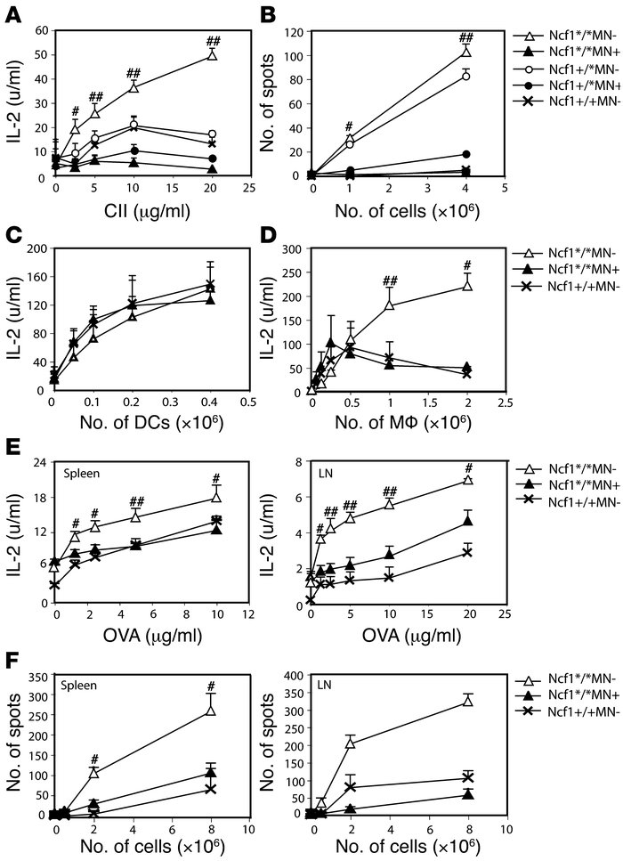 Mice with mutated Ncf1 in macrophages have more and more active anti-CII...