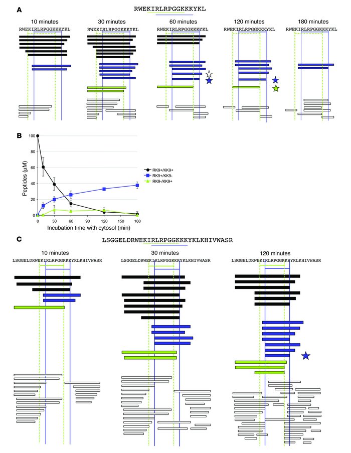 The cytosolic processing of Gag fragments facilitates the generation of ...