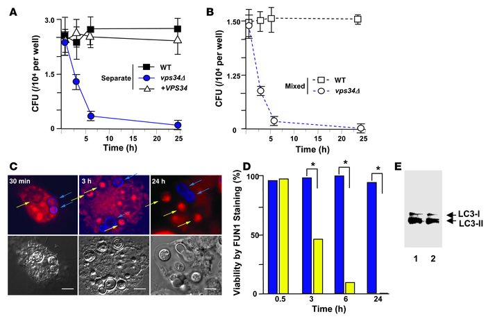 Survival of VPS34 strains in a J774.
16 macrophage cell line. (A) Fungal...