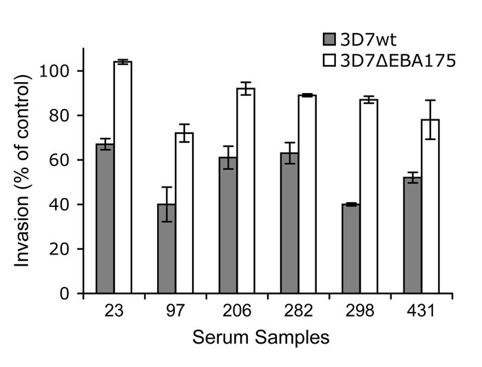 Differential inhibition of 3D7-WT and 3D7ΔEBA175 by serum antibodies.
A ...