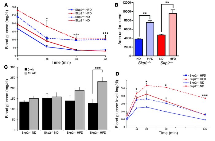 
Skp2–/– mice failed to compensate for diet-induced insulin resistance.
...