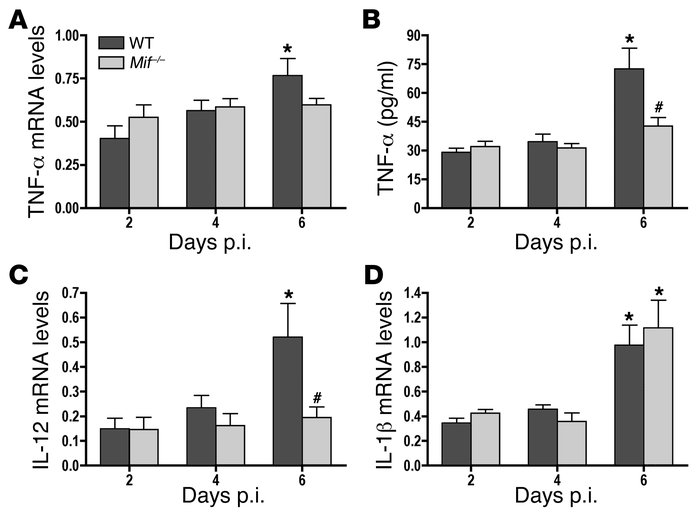 Peripheral cytokine response to WNV infection in WT and Mif–/– mice.
   ...