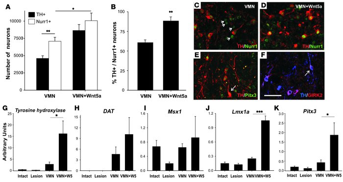 Improved differentiation of Nurr1+ DA precursors and expression of midbr...