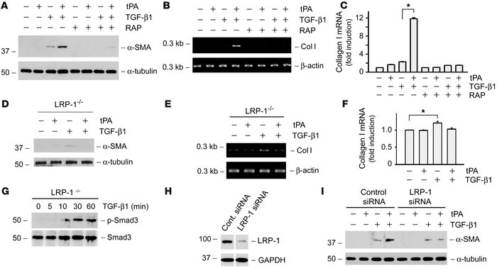 LRP-1 receptor is required for tPA to elicit its fibrogenic action.
(A–C...