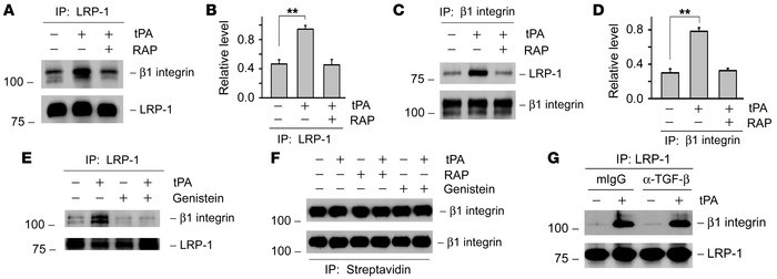 tPA promotes LRP-1 and β1 integrin interaction and facilitates LRP-1–med...