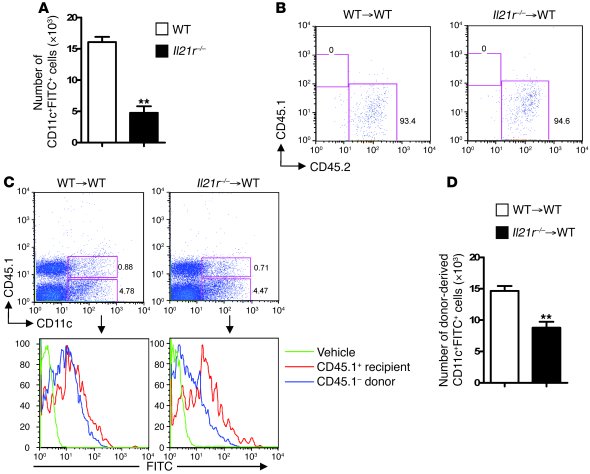 Defective trafficking of skin DCs in Il21r–/– mice and in Il21r–/–→WT BM...