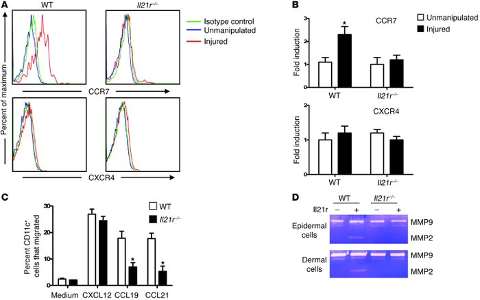 IL-21 mediates upregulation CCR7 expression in tape-stripped skin and in...