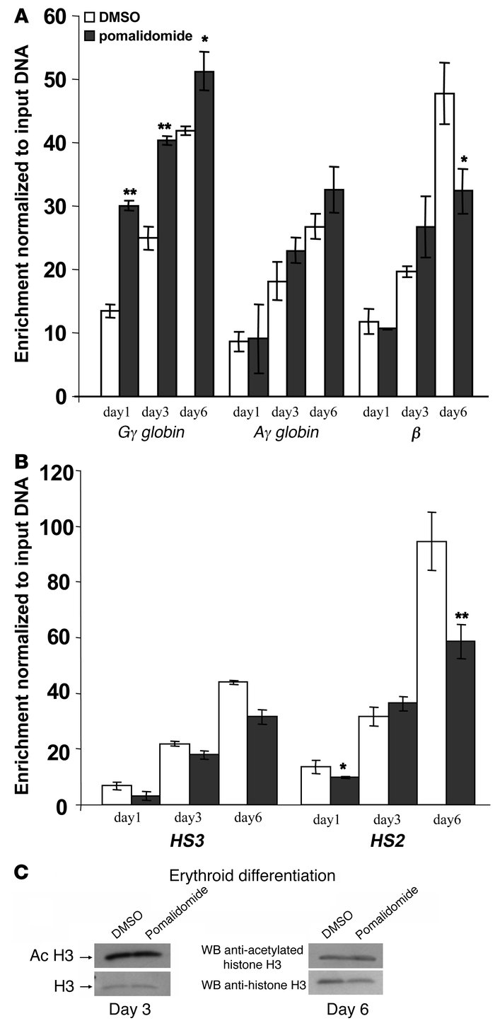 Pomalidomide modulates histone H3 acetylation on β-globin locus during e...