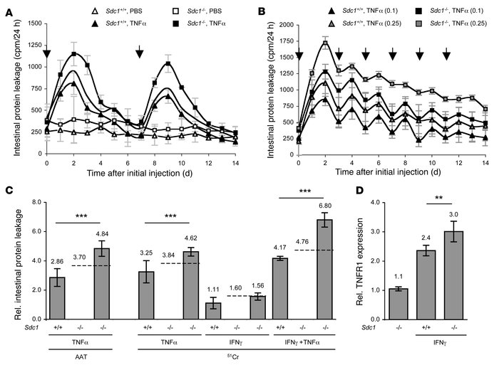 
Sdc1–/– mice are more susceptible to cytokine-induced intestinal protei...