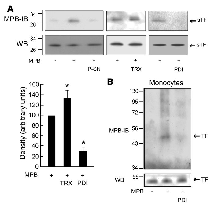 PDI contributes to trigger TF-dependent fibrin formation under condition...