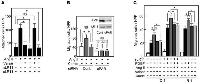 Ang II–induced migration via the LR11/uPAR pathway in SMCs.
(A) Effect o...