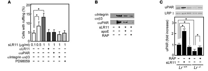sLR11-mediated ruffle formation through complex formation with uPAR and ...