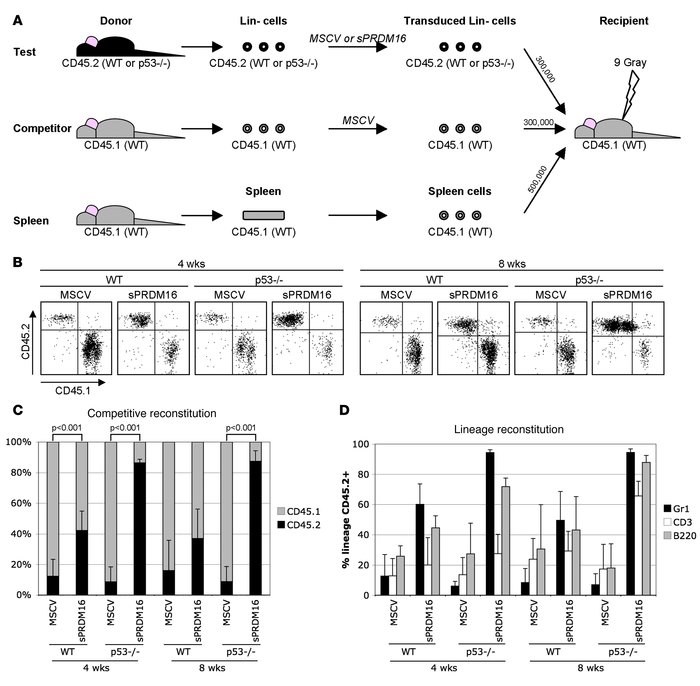 Competitive reconstitution assay.
(A) Experimental approach. Lethally ir...