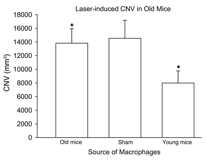 Assessment of CNV inhibition following intraocular injection of macropha...