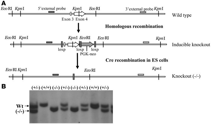 Generation of GalNAc-4-ST1–/– mice.
   
(A) A targeting construct contai...