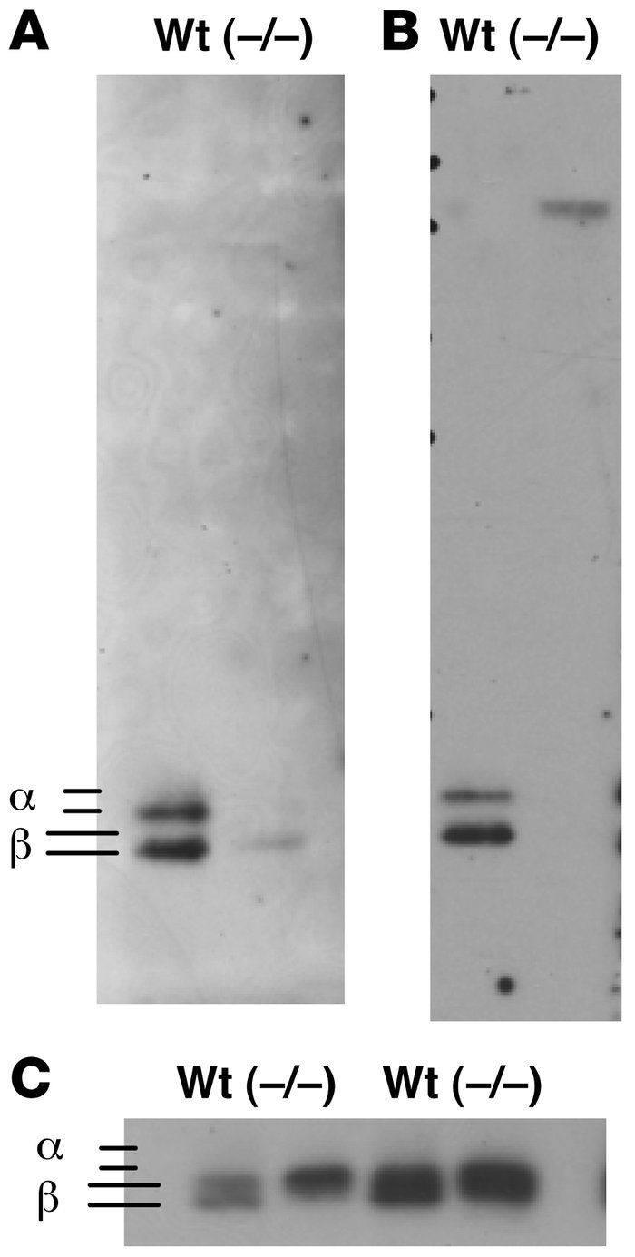 
GalNAc-4-ST1–/– mice do not add sulfate to N-linked carbohydrates on th...
