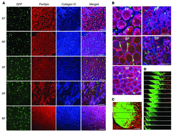 No GFP+perilipin+ unilocular and multilocular adipocytes were detected i...