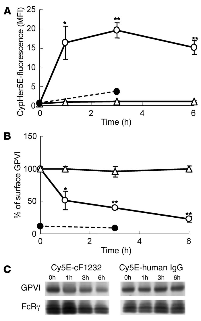 CypHer5E-labeled cF1232 injected into cynomolgus monkeys is endocytosed ...