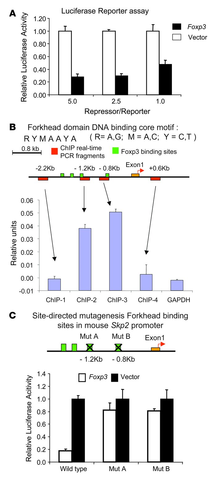 Foxp3 binding to Skp2 is important for transcriptional repression.
     ...