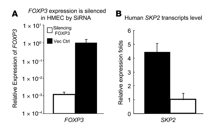 Silencing of FOXP3 resulted in upregulation of SKP2 in primary HMEC.
   ...