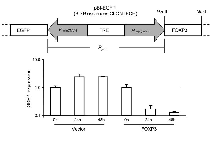 Inducible FOXP3 expression in TetOff breast cancer cells rapidly downreg...