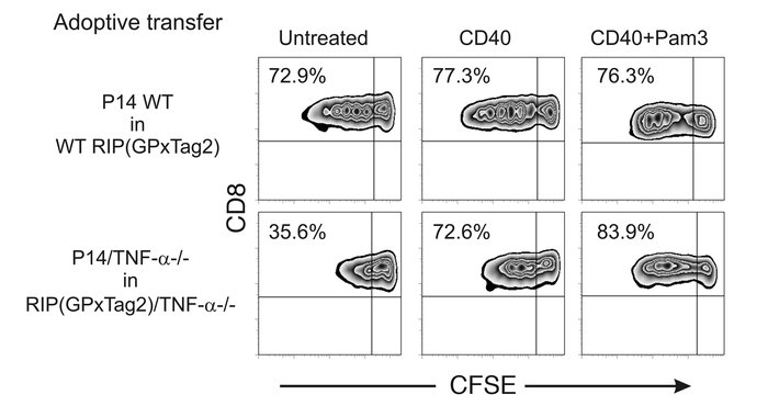 The exogenous administration of immunostimulatory factors rescues the pr...