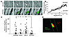 Endogenous mBSDL accumulates at sites of injury in vivo.