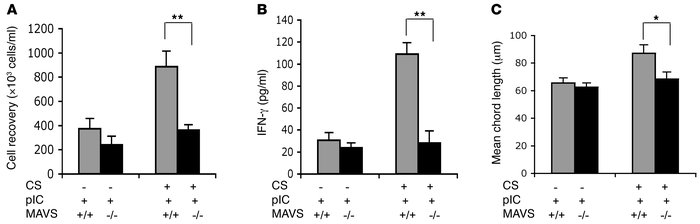 Roles of MAVS in the interaction of CS and poly(I:C).
WT (+/+) mice and ...