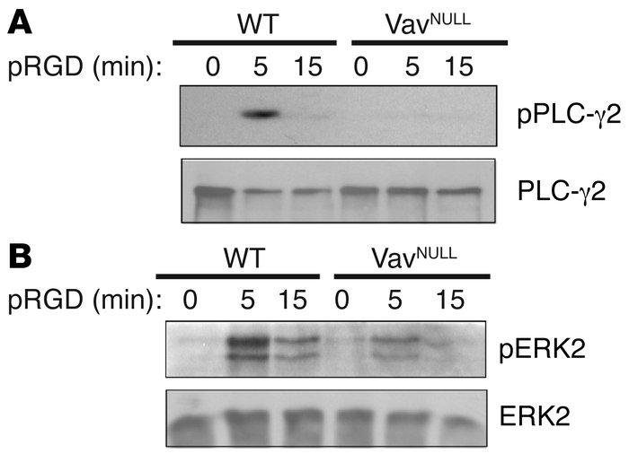 Vav regulates PLC-γ2 signaling during neutrophil adhesion.
(A and B) WT ...