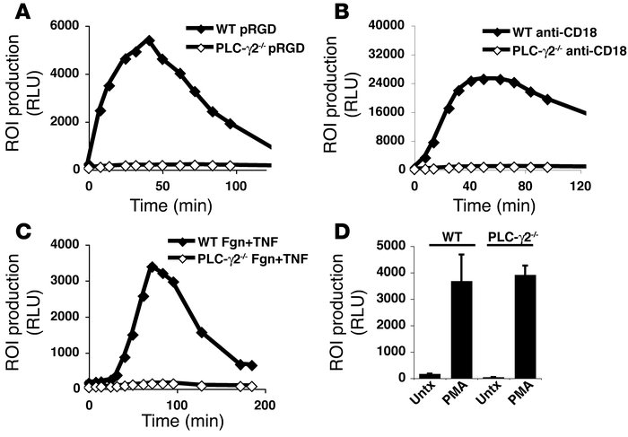 Adherent neutrophils require PLC-γ2 to undergo oxidative burst in respon...