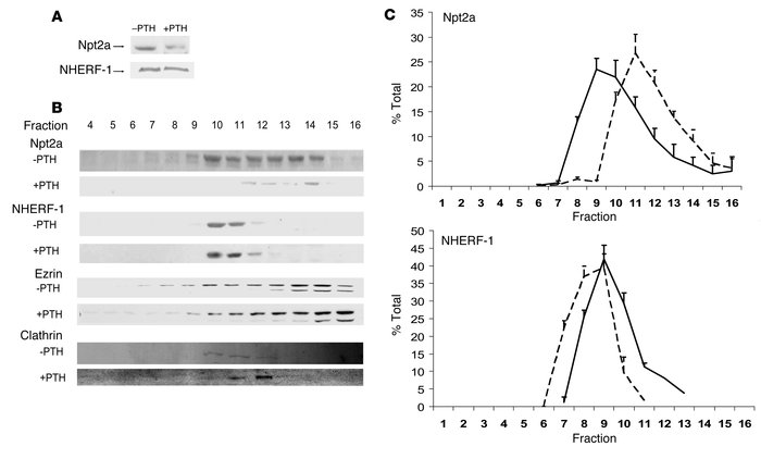 The effect of PTH on Npt2a/NHERF-1 complexes in mouse brush border membr...