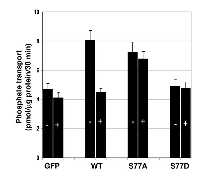 Sodium-dependent phosphate uptake was determined in NHERF-1–/– proximal ...