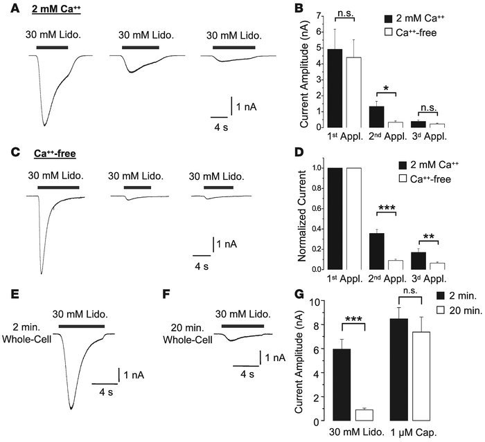 Lidocaine induces tachyphylaxis of TRPV1.
(A and C) Representative TRPV1...