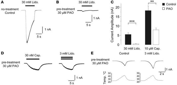 Lidocaine sensitivity of TRPV1 requires PI(4,5)P2.
               
(A an...